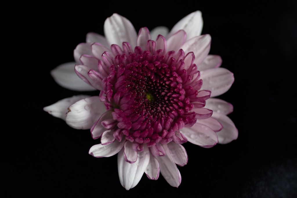 Pink and white flower with water droplets on black background