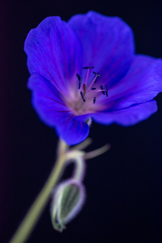 Bright violet flower on black background 