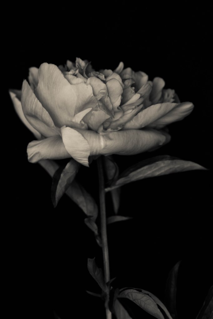 Sepia toned image of flower on black background