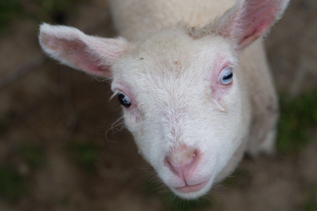Young lamb with different coloured eyes 