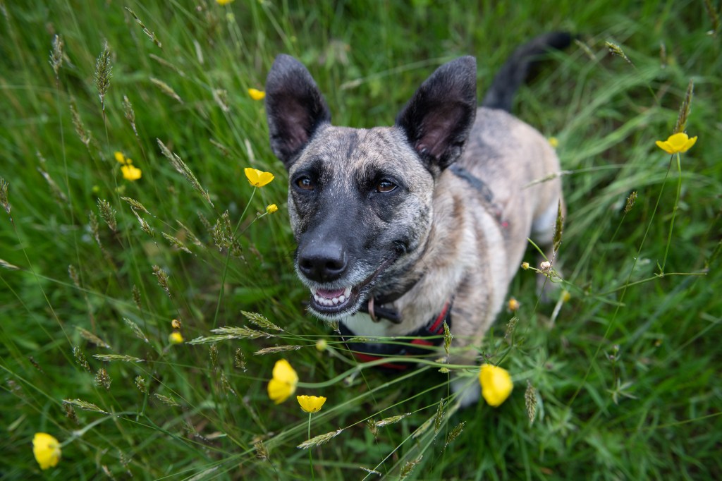 Dog looking happy surrounded by long grass and buttercup flowers 