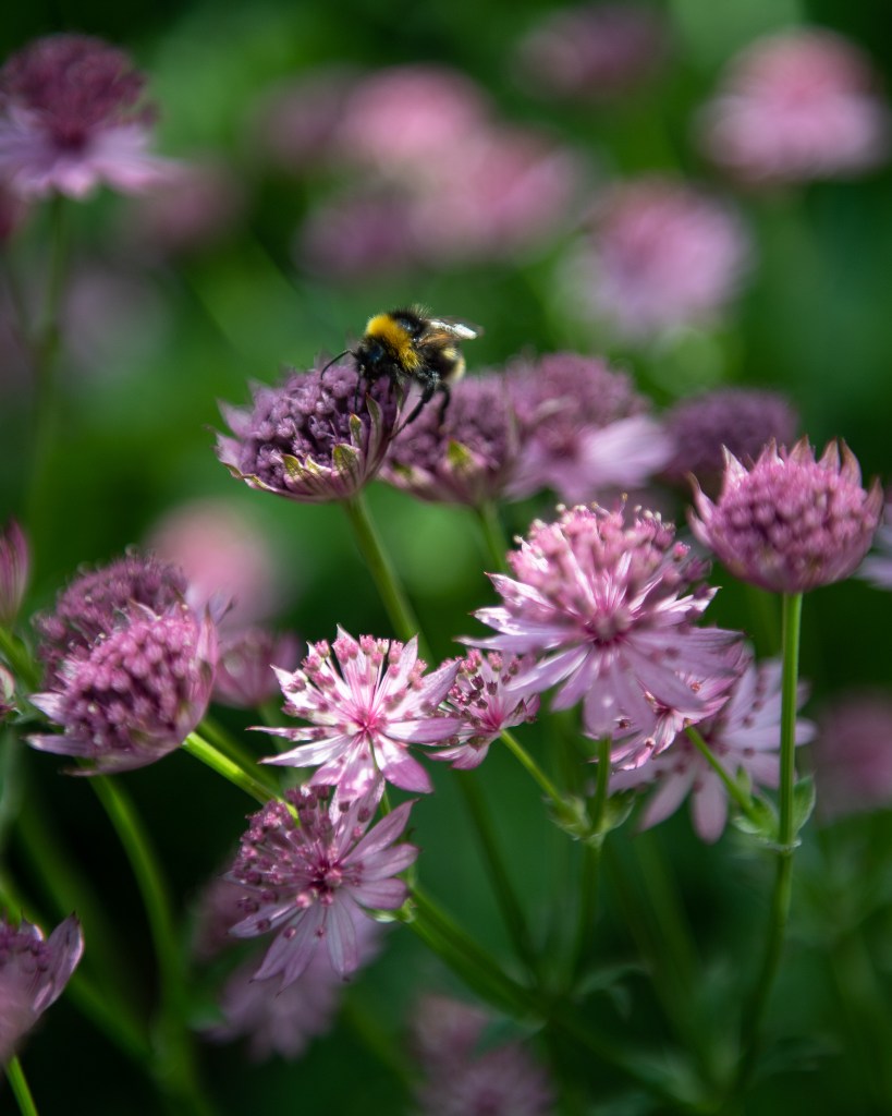 Bee landed on pink flowers