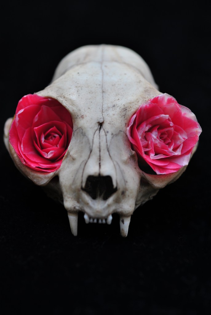 Skull with flowers inserted into eye sockets on black background