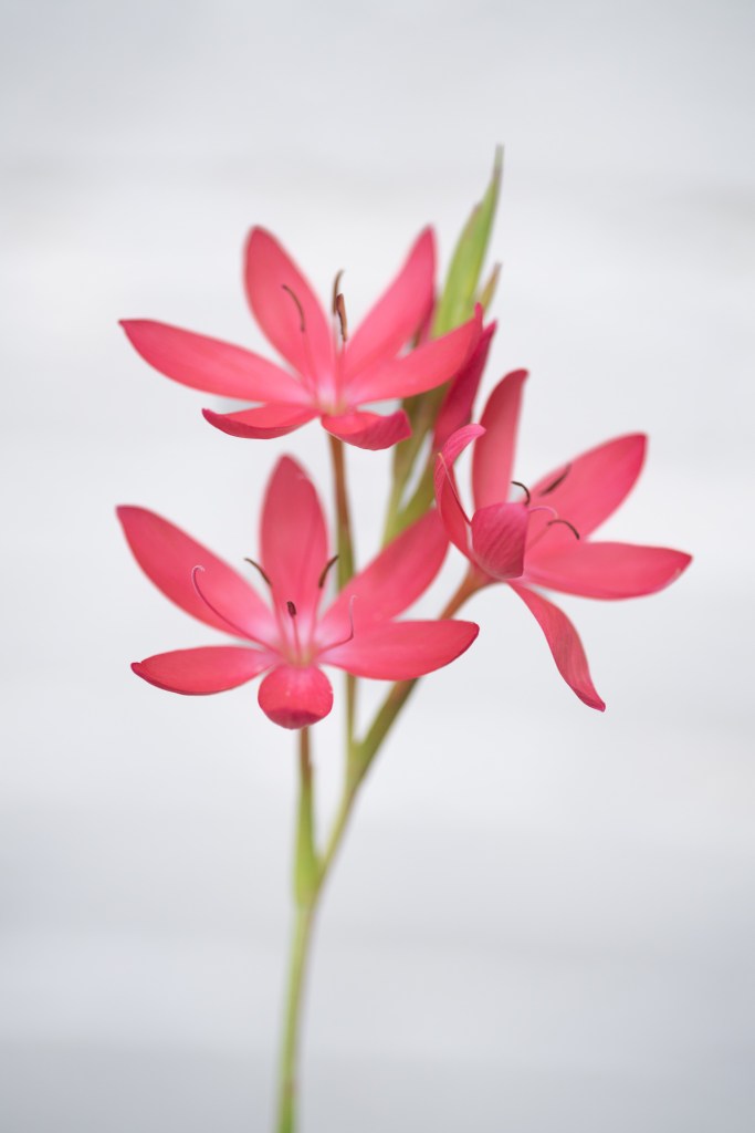 Pink flowers with green stem against white brick background